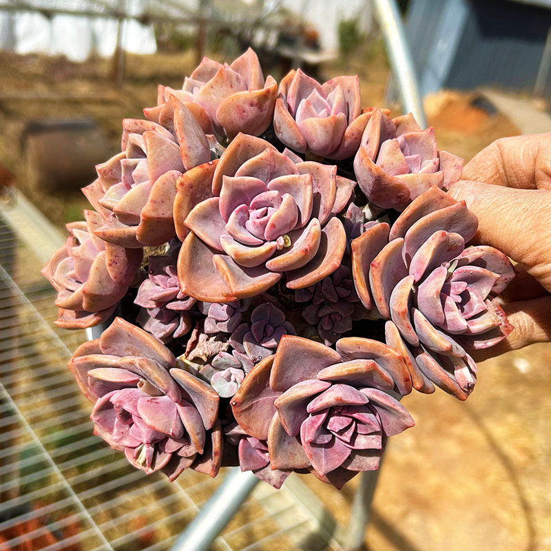 대형 무지개 사탕, 전체 18cm+