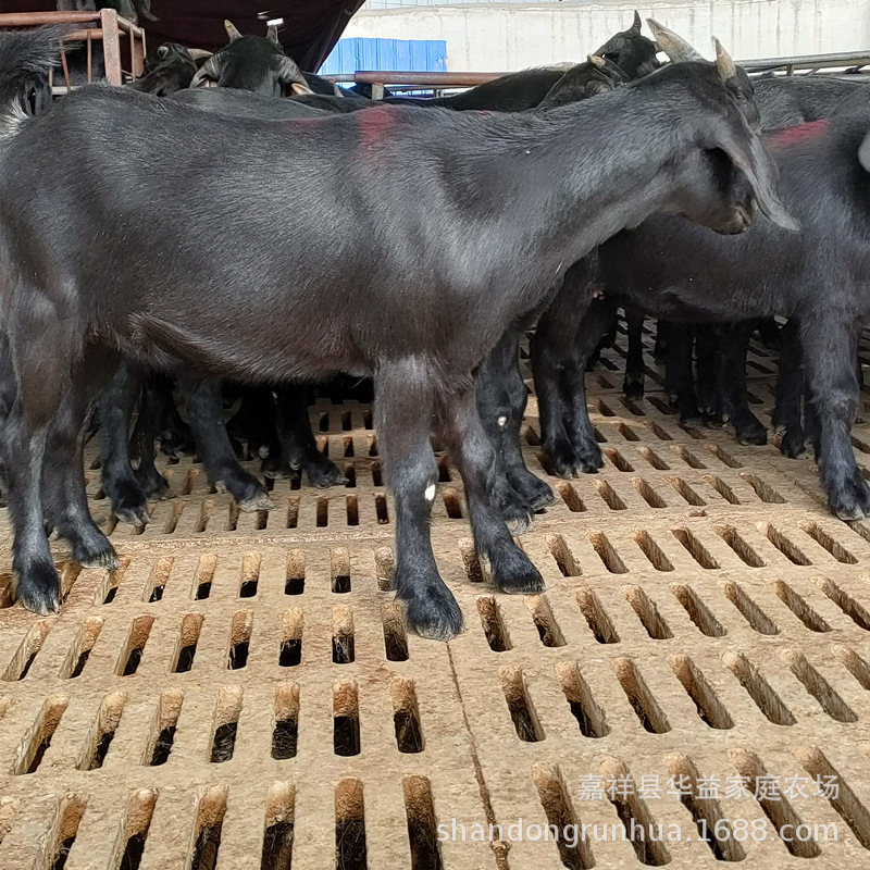 一只黑山羊养殖成本是多少 波尔羊羊羔价格 哪里有黑山羊出售