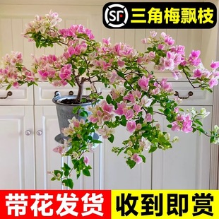Potted Plant of the Triangle Flower Tree with Flowers, Large Seedling of the Old Stump, Zhanghong Cherry Indoor Balcony Green Cherry Climbing Vine, Blooms All Seasons