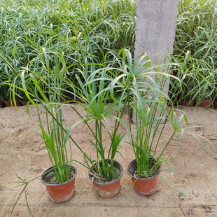 ˮ�񺵂��  ������ˮ��ֲ��  ��ؾG�� �ӵ����^������ ����ă�