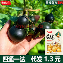 墨绿八宝葫芦新品翠绿葫芦种植小盆栽阳台翠玉小葫芦葫芦籽大全