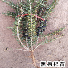 正宗宁夏野生红黑枸杞树苗盆栽地栽适合南北方种植果树易成活