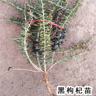 ���ڌ���Ұ���t����轘������Ե����m���ϱ����Nֲ�����׳ɻ�