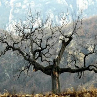 ���N�Ӷ���N������N�����溣����N��Ұ��N����ľ����N����