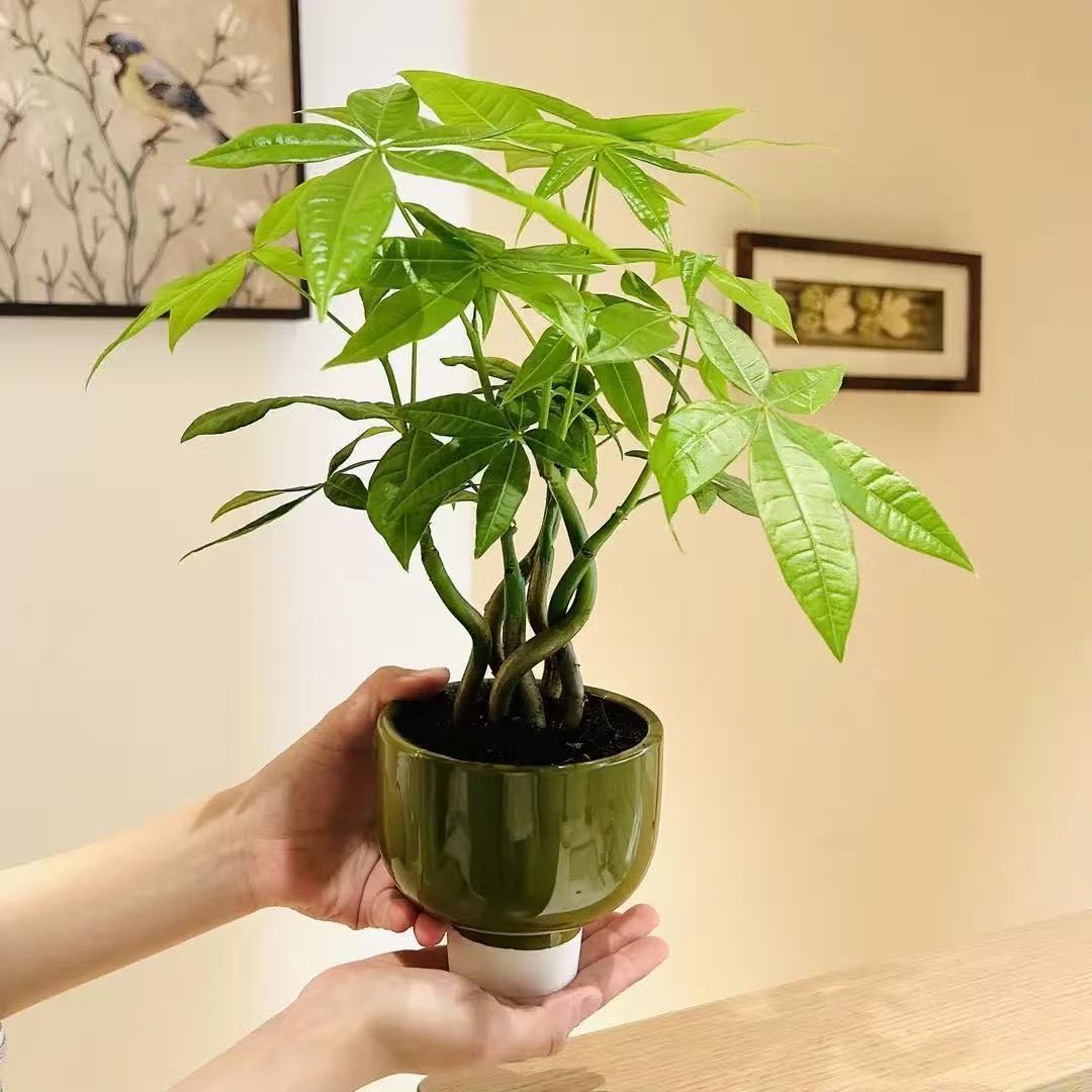 Creativa maceta verde árbol de hierro manzana verde bola de musgo / bambú batata hidroponía en maceta buena para mantener la mesa interior