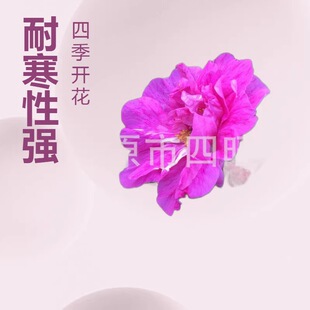 2026�G����ľ�ͺ��ļ��t�S��õ �༾õ�� ��ʳ��õ�廨��a��