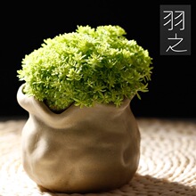 黄金万年草 爆盆带盆栽好 多肉植物多头群生办公室内绿植盆栽组合