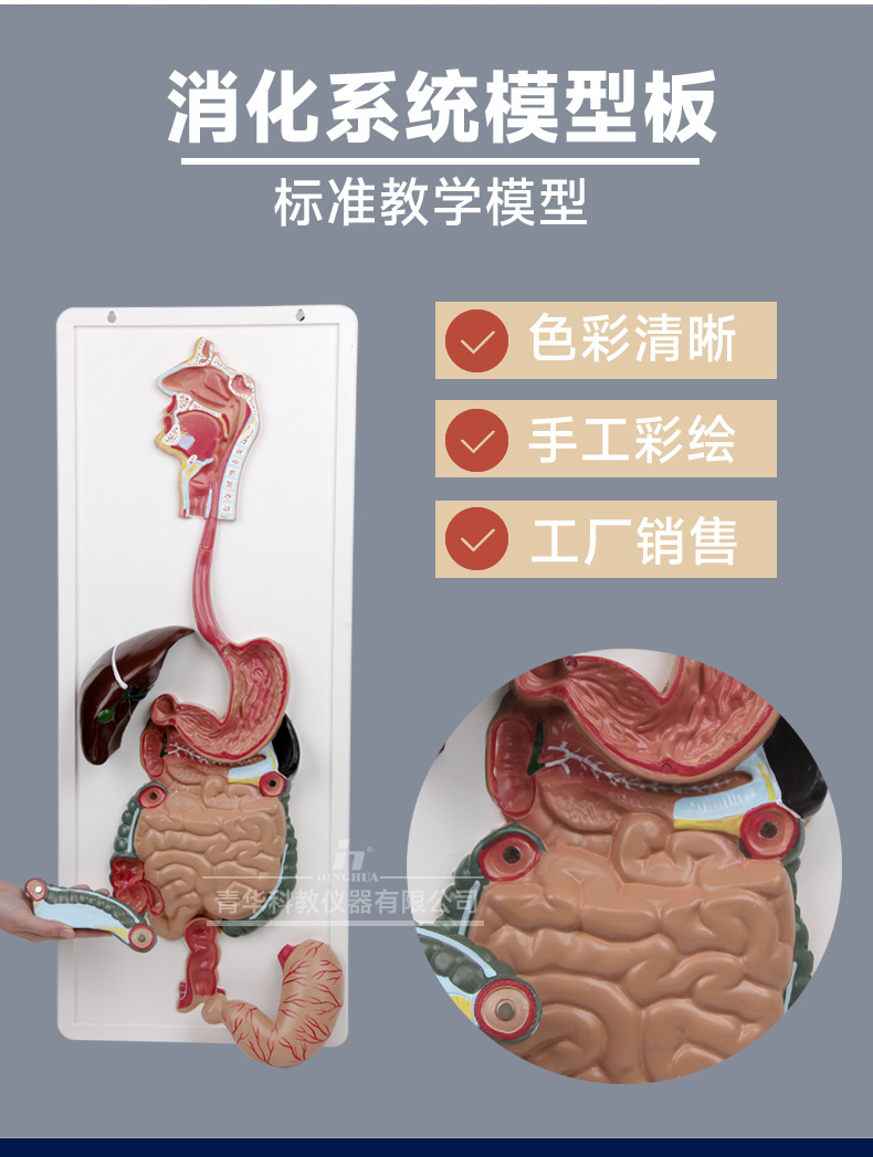 QH3330-1人体消化系统模型板_02.jpg
