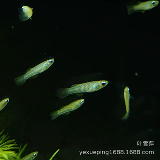 蓝眼睛鱼小型热带鱼蓝眼灯鱼幽灵灯鱼草缸青鱂除油膜群游鱼观赏鱼