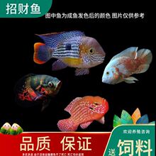 中型热带鱼 中型热带鱼品牌 图片 价格 中型热带鱼批发 阿里巴巴