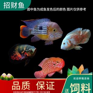 中型熱帶魚圖片 海量高清中型熱帶魚圖片大全 阿里巴巴