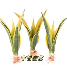 ��������Ƥ�m�Nֲ�S��ϡ���m�����՚��辰�·����Gֲ��ƿ��ƃ����