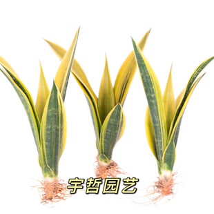 �·��Gֲ�Nֲ��ƿ�辰�������S���m�����՚���ϡ�л�Ƥ�m