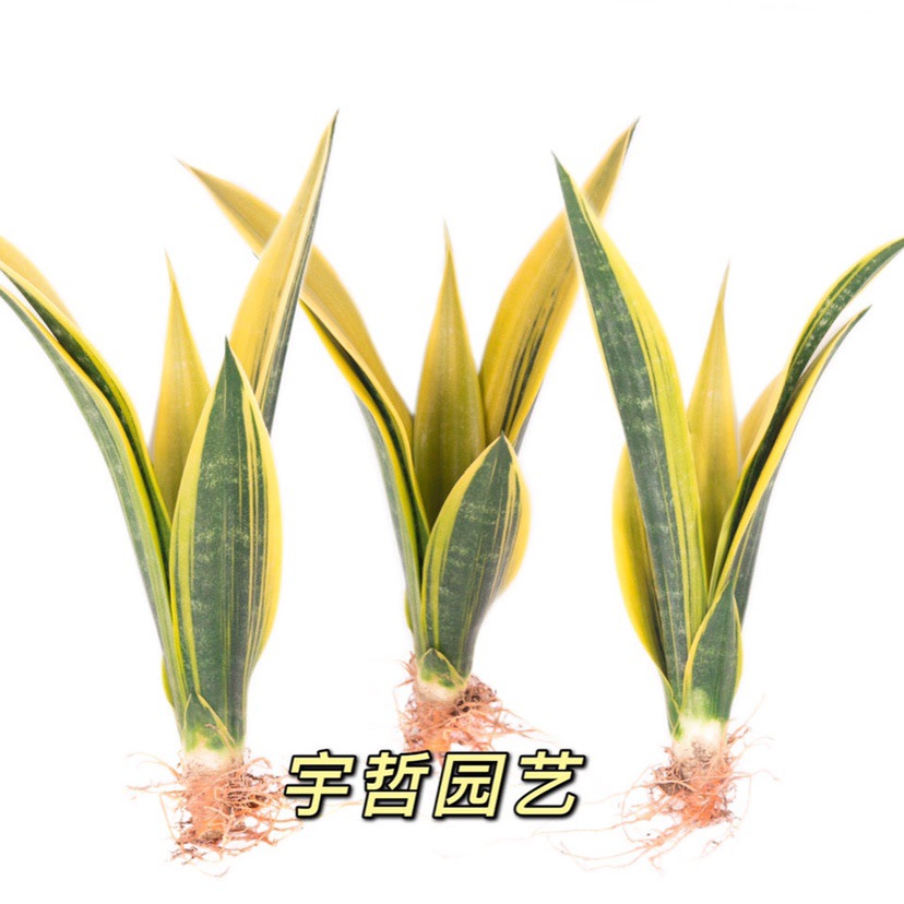 擎天柱虎皮兰种植黄金稀有兰净化空气盆景新房吸绿植花瓶呓苾其他