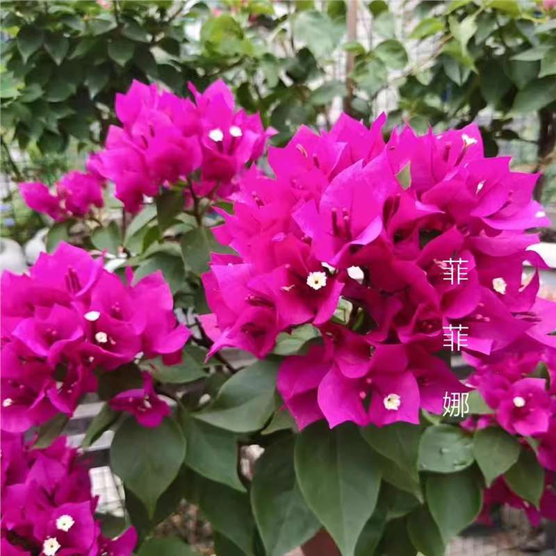 9.9 Flores frecuentes variedades de ciruela triangular en maceta jardín de plántulas es bueno para alimentar las plantas de vid de flores image 50