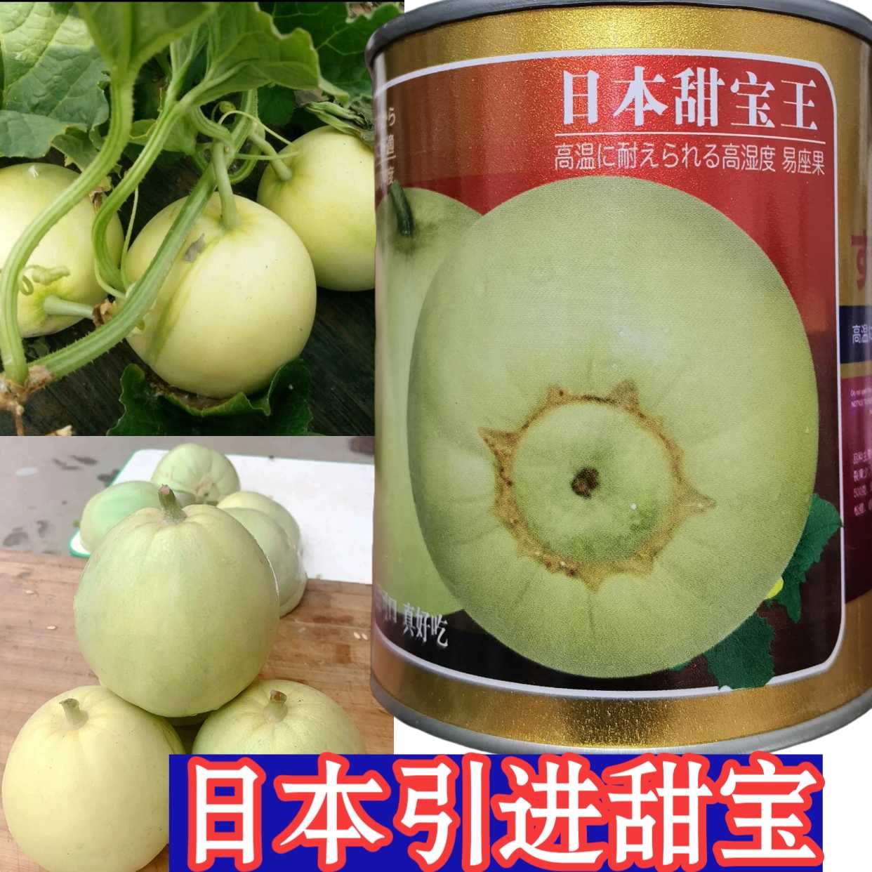 日本甜宝甜瓜种子 酥脆香甜宝香瓜种子耐湿热耐储运香甜甜瓜种籽