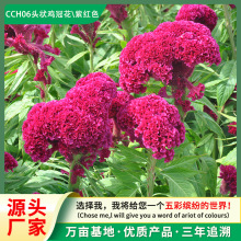 Դ�^���S���l�¿��u�ڻ��N�� �̨�����ļ��_�� �ͺ��͟���B��