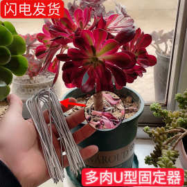 多肉固定悬崖桩老桩固定U型尖头铁丝地钉园艺花架造型定型盆景
