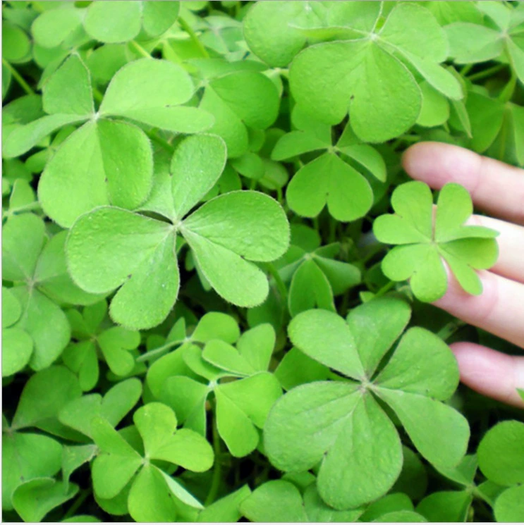 (Дропшиппинг) семена четырехлистного клевера, растение счастливой травы, легко выращивать и поддерживать газонные семена в любое время года