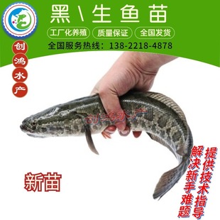 �����硿���~�~�� ���~�� �s�����~�� �^�p�~  �����~����