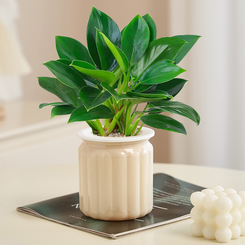 [핫셀링 신모델] 골든다이아몬드 20cm 3그루(살구티라미수냄비) + 영양액