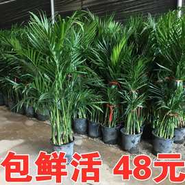 散尾葵凤尾竹室内客厅大型绿植盆栽富贵椰子夏威夷竹盆景花卉植物