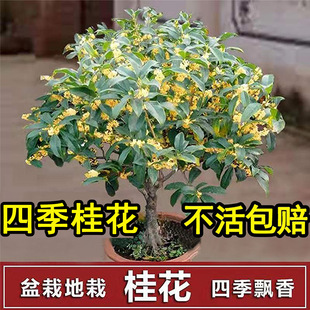 𻨘ļͥԺԴ𻨻ֲ҃ȻGֲ