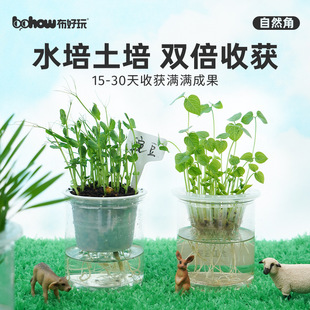 Grains Natural Corner Soil Culture Hydroponic Planting Kidsren's Transparent Observation Record Scientific Experiment Homework Plant Growth