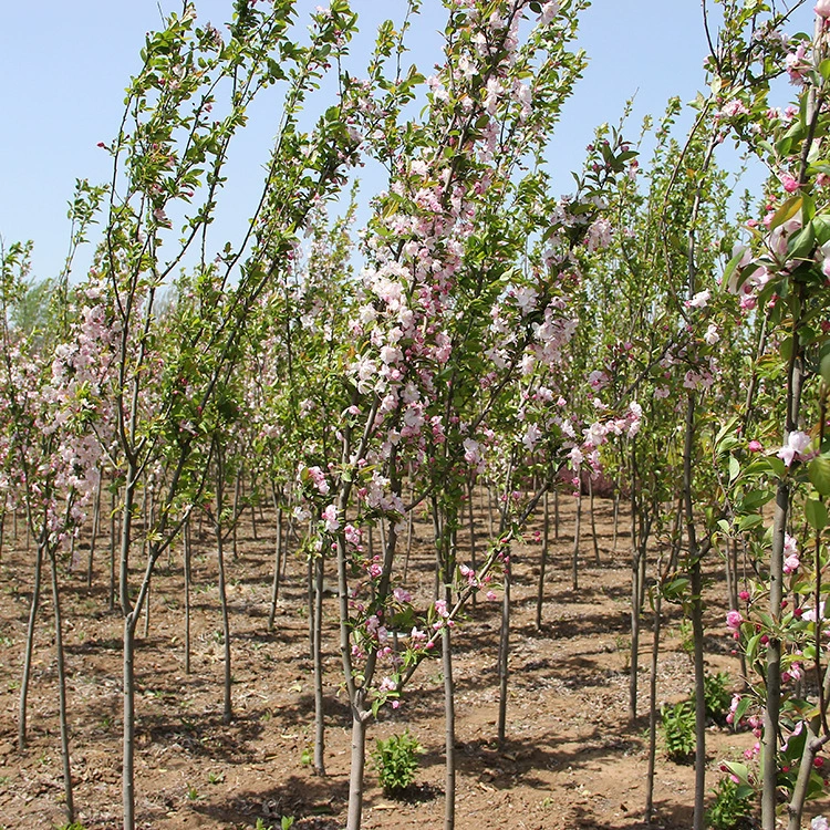 Поставка Сифу Бегония Скользкая Бегония Северная Америка Бегония Ландшафтный проект Украсить Двор Растения Бегония Цветочные Саженцы