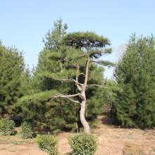 风景树别墅山水花园造景长飘造型罗汉松 庭院装饰绿化苗木 景观松