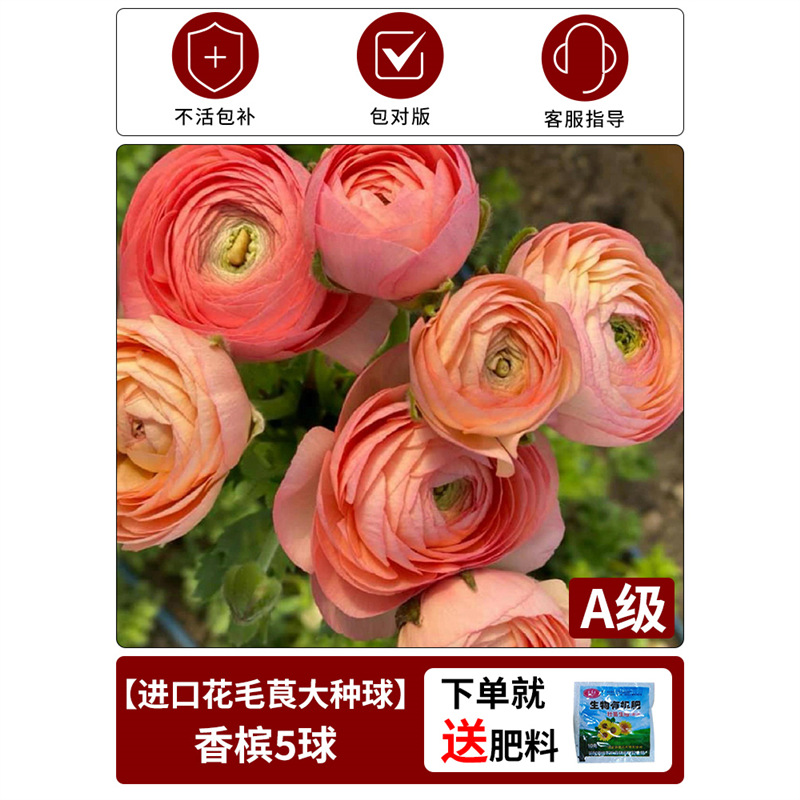 Anemone bulb】champagne, 1 bulb