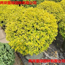 ����Ůؑ�򻨾�ֲ��ؾ����ܻ��@�쾰���͘�������ǽ��~Ůؑ�ͺ�