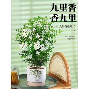 þ҃ȝֲﻨ辰Ϙǧľ՚