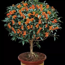 𻨘҃ļ_ֲͼ޽ӽ𵤹ļNֲ