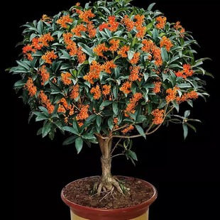 𻨘҃ļ_ֲͼ޽ӽ𵤹ļNֲ