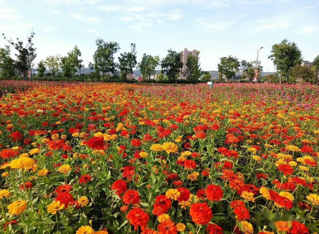 红花百日菊花海.jpg