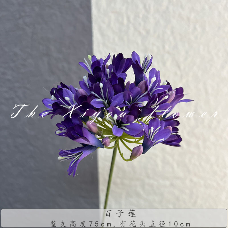 아가판투스-딥 퍼플