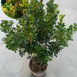 米兰花苗盆栽树苗四季香水米兰室内浓香花卉室外庭院四季开花植物