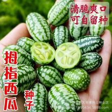 拇指西瓜种子一年四季种薄皮可吃迷你小西瓜籽种高产蔬菜水果种子