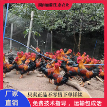 厂家直卖清远麻2土鸡苗大红公鸡阉鸡仔运输损耗包赔养殖技术指导1
