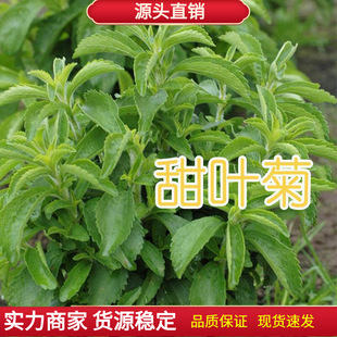 ���~�շN�Ӿջ��N����ݷN�ݿ��ݲ��̨���Nɢ�b������Ȼ��ζֲ��