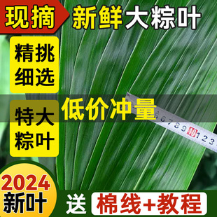 Zongzi Leaf Brown Leaf Fresh Large New Leaf Package Zongzi Leaf Dragon Boat Festival Commercial Wholesale Dried Zongzi Leaf Large