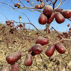 Xinjiang Specialty Hotan Jujubes, Large Red Jujubes in Original, Unwashed Hotan Jujubes for Bulk Wholesale