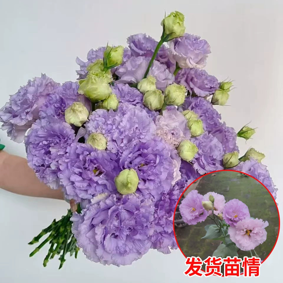 重瓣洋桔梗晨歌【带花苞】