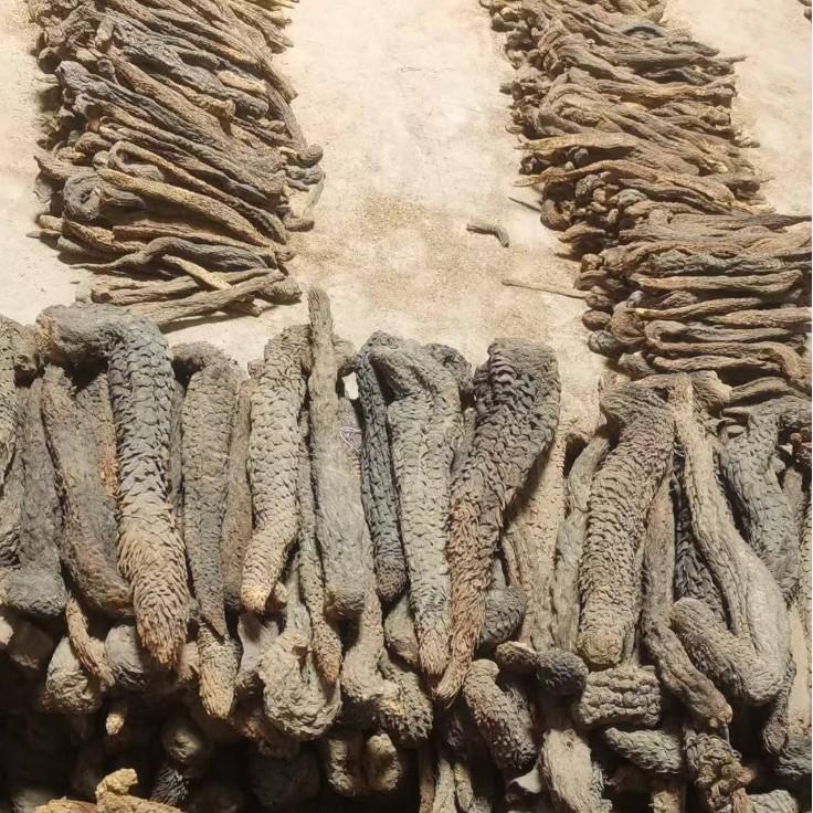Alxa Cistanche Whole Root 500g Rou Cong Rong Dried Herbal Decoction Pieces for Traditional Wellness specifications
