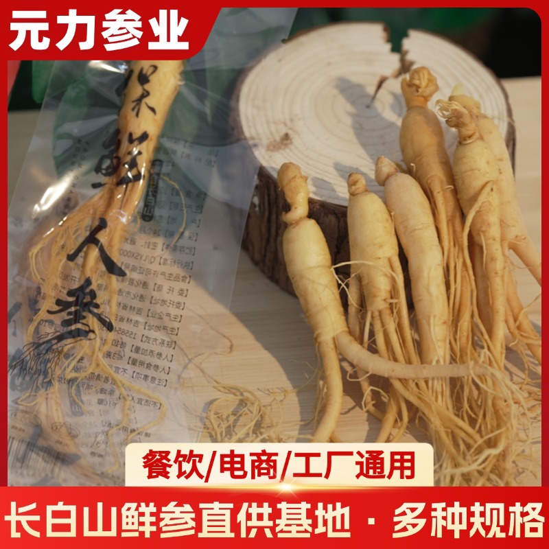 长白山鲜人参批发工厂保鲜泡酒煲汤多规格包装鲜人参直销