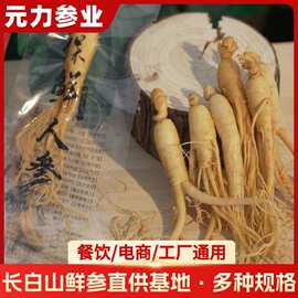 长白山鲜人参批发工厂保鲜泡酒煲汤多规格包装鲜人参直销