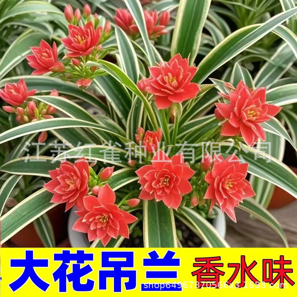 Gold-edged spider plant balls with strong fragrance