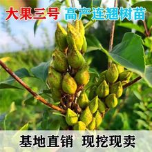 正宗高产大果药用连翘树苗卢氏三号科研五号优质中药材连翘苗青翘