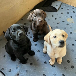 ���N����������Ȯ�̰�ɫ��ɫ����������äȮ��ȮС�߻��w���ﹷ��